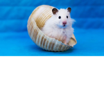 The Hamster Gang!!!