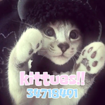 kittues!!
