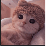 Cats rule! The world