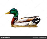 DUCK!!!!!!!!!!!!!!!!!!!!