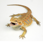 dragon skins