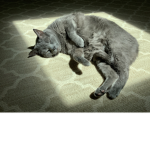 Griffin cat