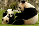 El grupo de los Pandas :D