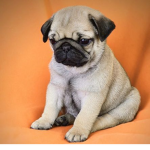 Dawg club
