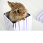 chiks and bunny world