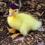 Fred The Duckling