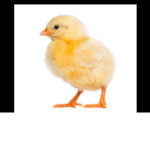 DUCKSARESOCUTE