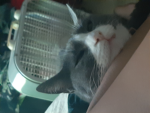 Gamergirlscat
