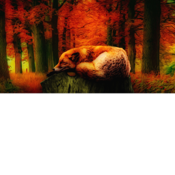 fox hangout!!!!!