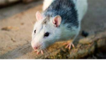 rAt SqUaD OuO