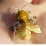 silk mothz