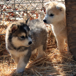 wolf babys