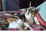 the group of of cats