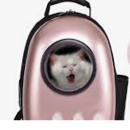 The Cat Prison