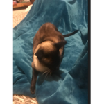 pog is my cat