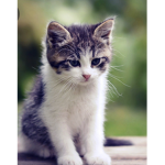 Pastels cats <3