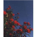 The Reddest Roses