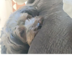Puppy life is amazing