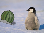 penguin and melon’s events
