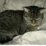 R.I.P Lucy