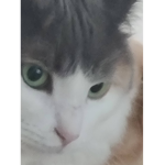 Robux fun cat