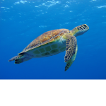 S@ve D@ Turtles!