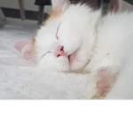 *Cute Kittys*