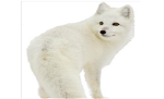 Silent Fox Main Division
