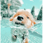 •*LovelyPuppies*•