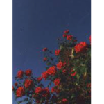 ºLovelyº