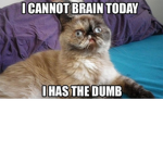 cats are the kitty cats