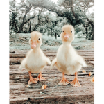 The Silly Ducks.
