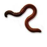 The Earthworms of Roblox