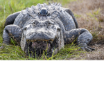 alligator team bravo