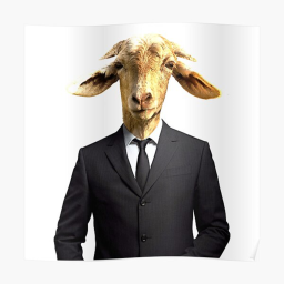 goat show!