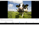 The cow pals