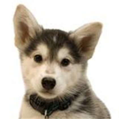 dog Roblox decal