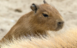 Capybara club by mellow