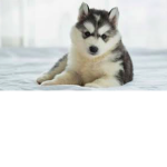 husky in the snow