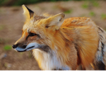 Fox Car Wash