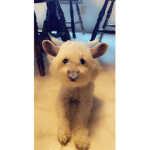 Puppy Clover