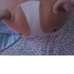 Kitten kitth