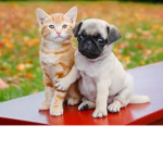 Pugs and Kitties