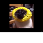 Naruto cat