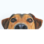 dogs only there better