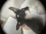 Milly shine