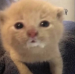 I like cats they are cute!!!