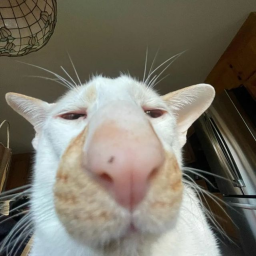 😻
