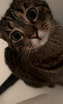 ¿curiosity?