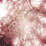 Shibuya’s Sakura